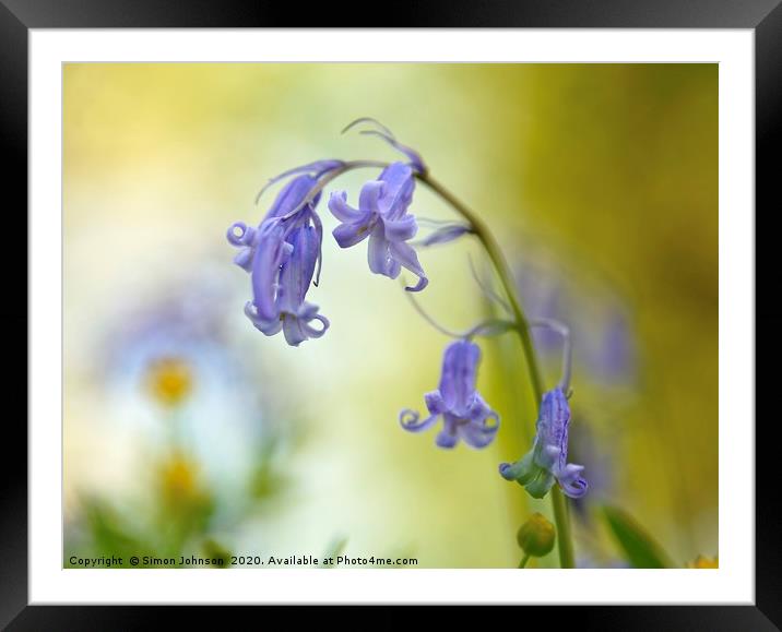 bluebell flower Framed Mounted Print by Simon Johnson