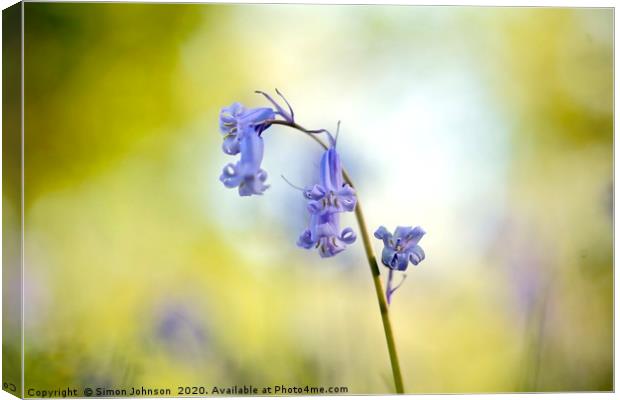 bluebell close up Canvas Print by Simon Johnson