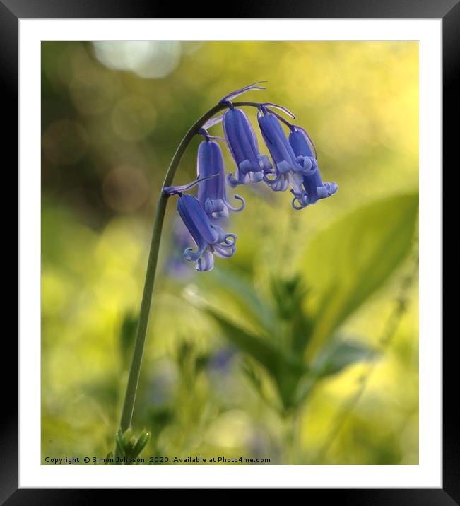 bluebell flower  Framed Mounted Print by Simon Johnson