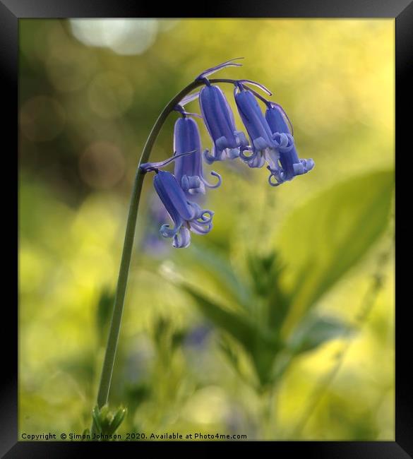 bluebell flower  Framed Print by Simon Johnson