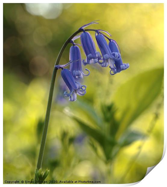 bluebell flower  Print by Simon Johnson