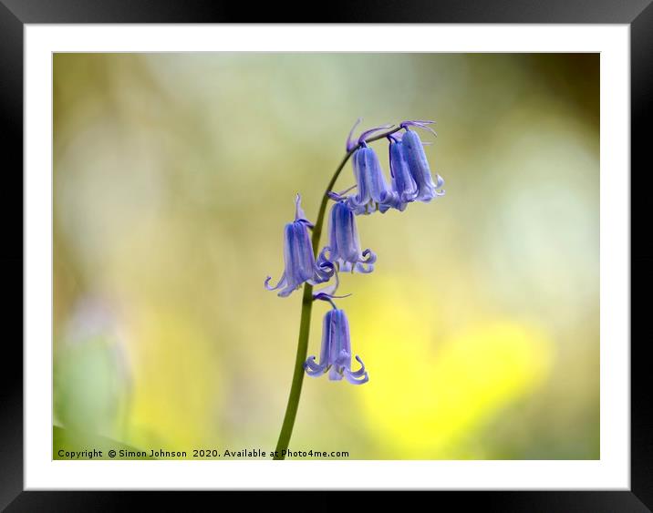 bluebell close up Framed Mounted Print by Simon Johnson