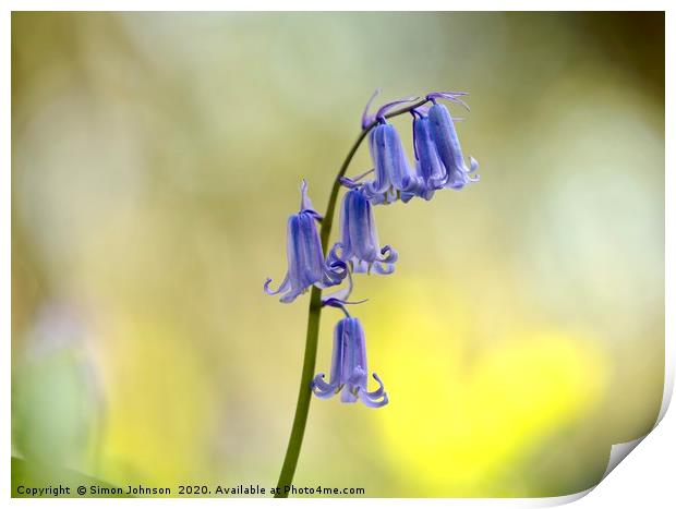 bluebell close up Print by Simon Johnson