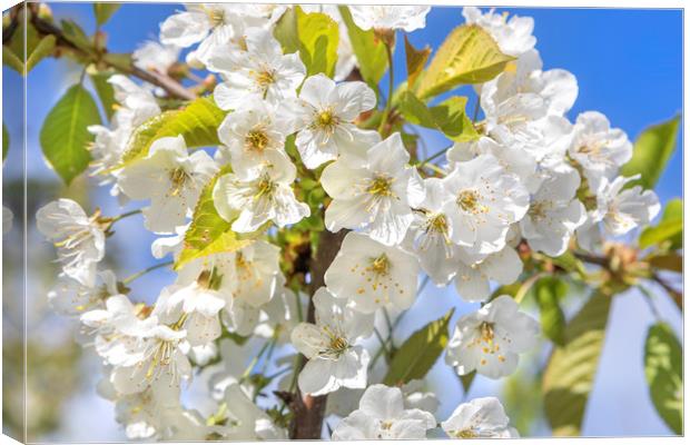 Spring Blossom Canvas Print by David Hare