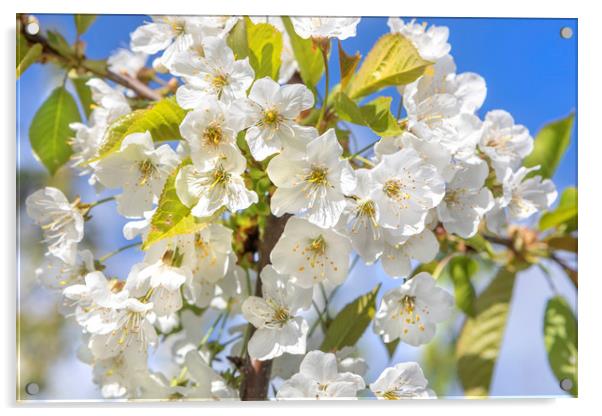 Spring Blossom Acrylic by David Hare