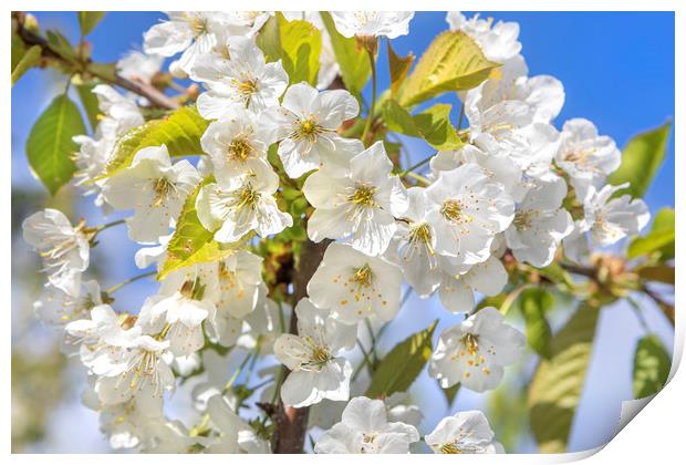 Spring Blossom Print by David Hare