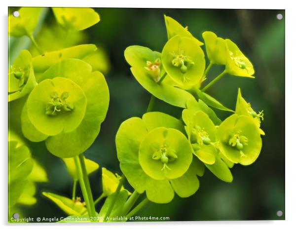 Euphorbia Flowers Acrylic by Angela Cottingham