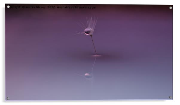 A dandelion seed centred Acrylic by andrew blakey