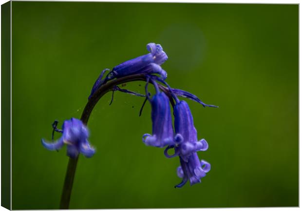Bluebell Canvas Print by Alan Sinclair