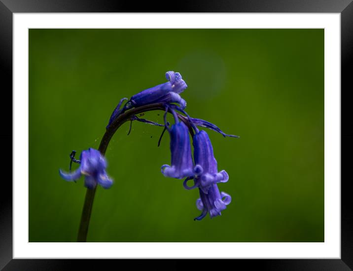Bluebell Framed Mounted Print by Alan Sinclair