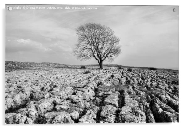 Lone Tree Malham Monochrome Acrylic by Diana Mower