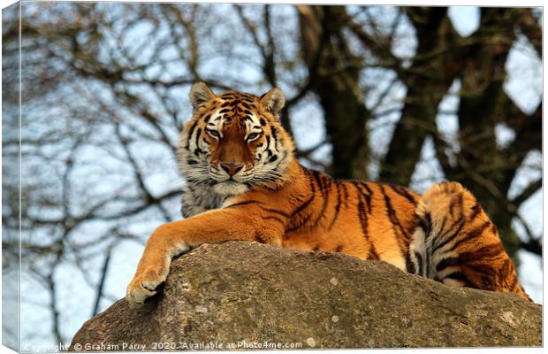 Amur Tiger's Prowess on Stone Canvas Print by Graham Parry