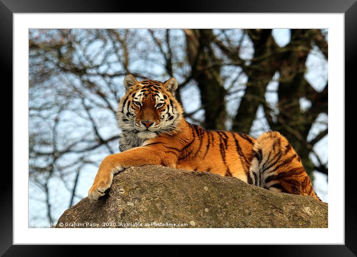 Amur Tiger's Prowess on Stone Framed Mounted Print by Graham Parry