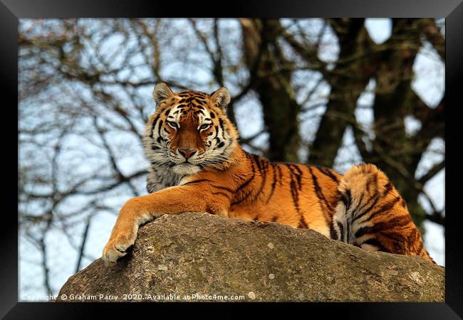 Amur Tiger's Prowess on Stone Framed Print by Graham Parry