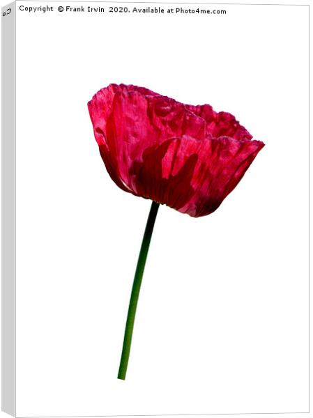 The Common Red Poppy Canvas Print by Frank Irwin