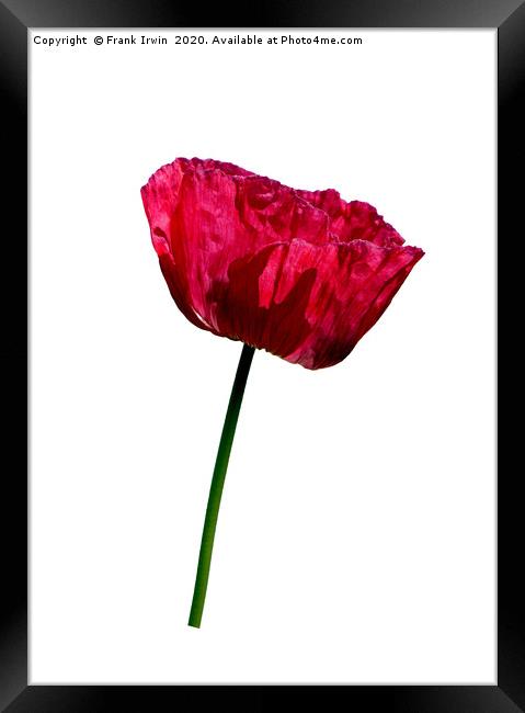 The Common Red Poppy Framed Print by Frank Irwin
