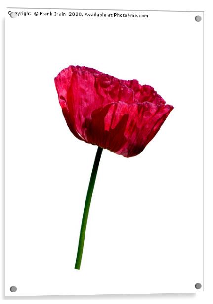 The Common Red Poppy Acrylic by Frank Irwin