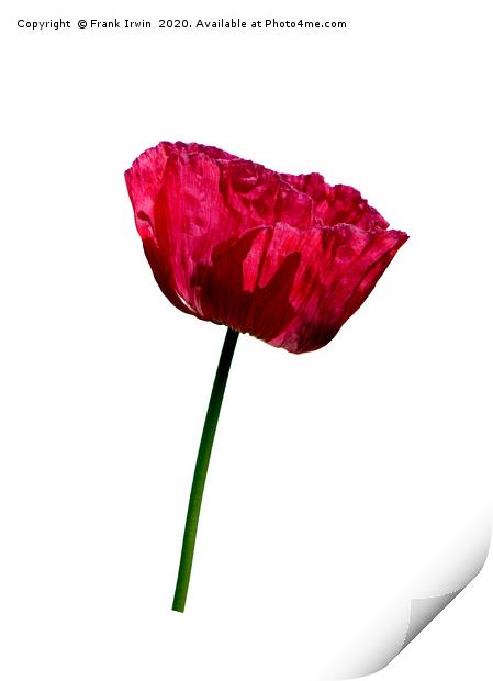 The Common Red Poppy Print by Frank Irwin