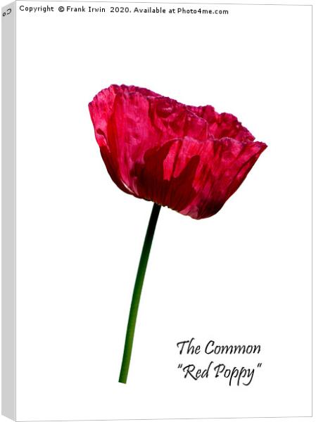 The Common Red Poppy Canvas Print by Frank Irwin