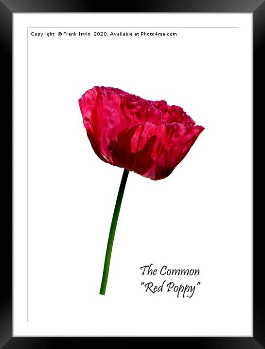 The Common Red Poppy Framed Mounted Print by Frank Irwin
