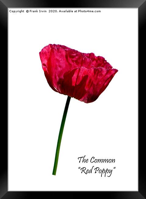 The Common Red Poppy Framed Print by Frank Irwin