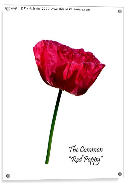 The Common Red Poppy Acrylic by Frank Irwin