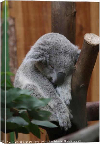 Slumbering Queensland Koala in Edinburgh Canvas Print by Graham Parry