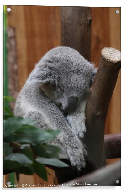 Slumbering Queensland Koala in Edinburgh Acrylic by Graham Parry