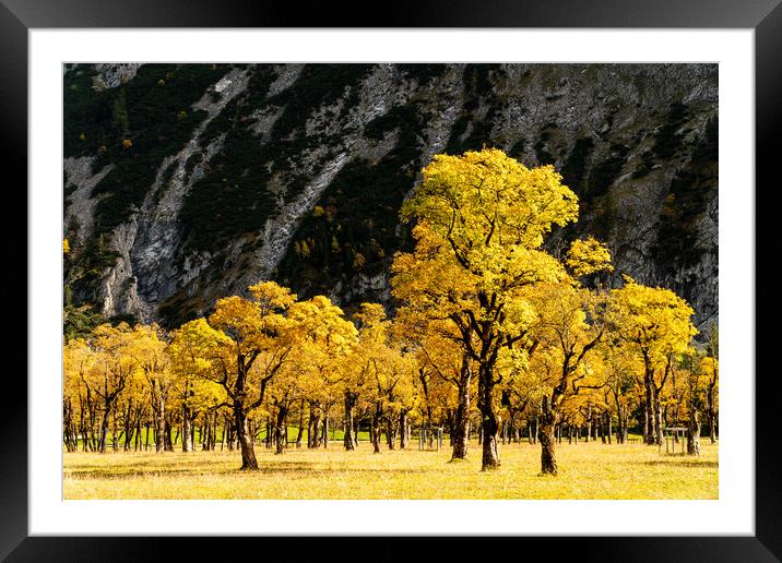 Autumn colors on sycamore trees in alpine valley Framed Mounted Print by Christian Pauschert