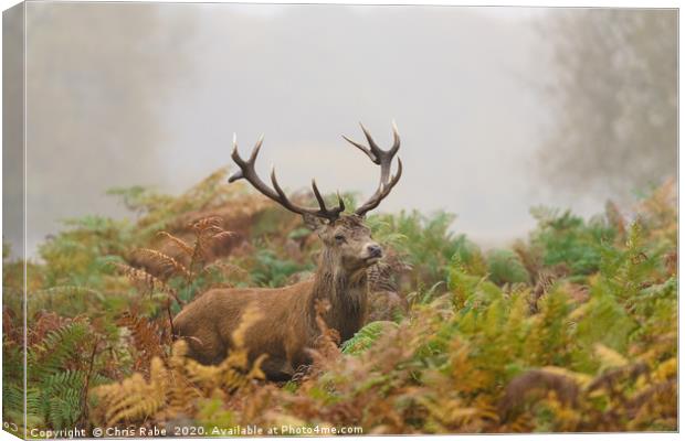 Red deer stag on foggy morning Canvas Print by Chris Rabe