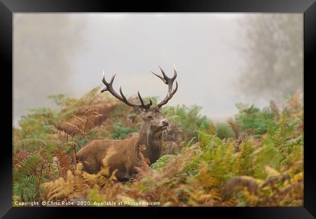 Red deer stag on foggy morning Framed Print by Chris Rabe