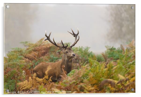 Red deer stag on foggy morning Acrylic by Chris Rabe