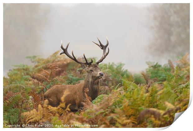 Red deer stag on foggy morning Print by Chris Rabe