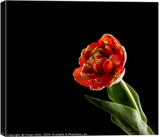 red tulip on black background Canvas Print by Chris Willemsen