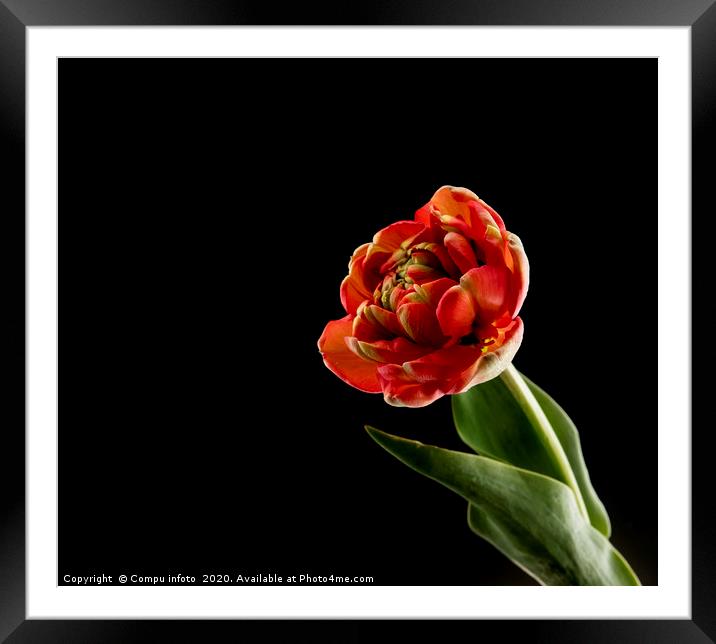 red tulip on black background Framed Mounted Print by Chris Willemsen