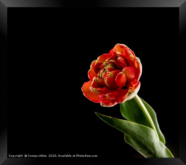 red tulip on black background Framed Print by Chris Willemsen