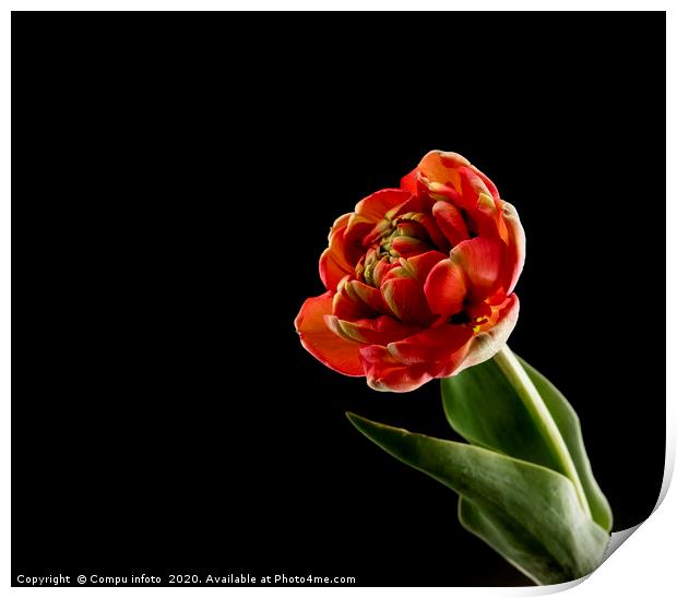 red tulip on black background Print by Chris Willemsen