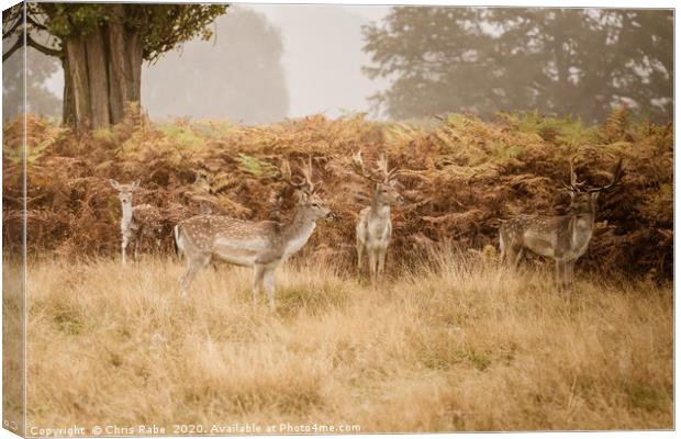 Fallow Deer in autumn Canvas Print by Chris Rabe