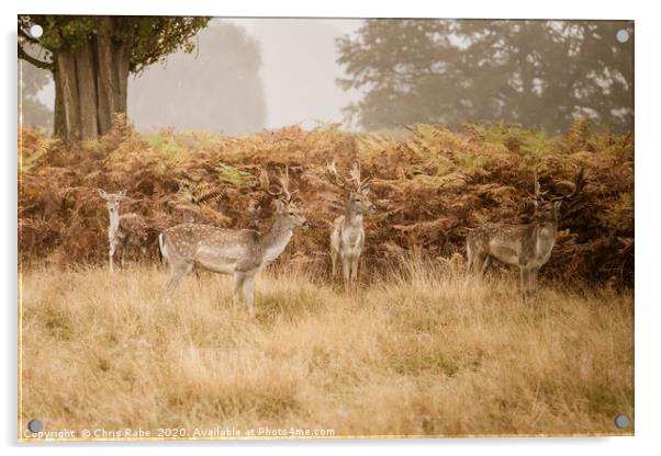 Fallow Deer in autumn Acrylic by Chris Rabe