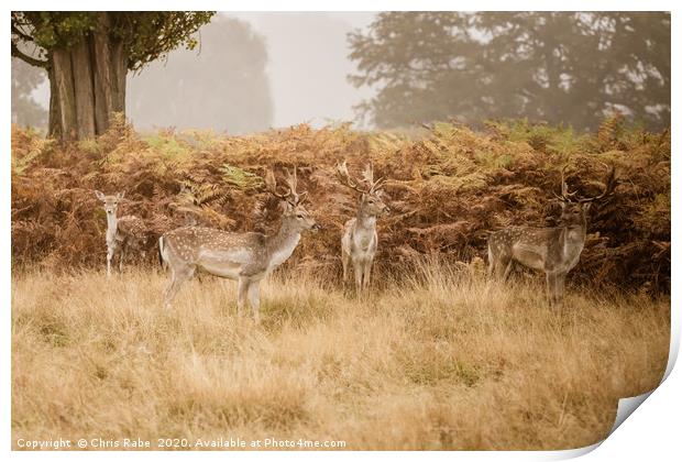 Fallow Deer in autumn Print by Chris Rabe