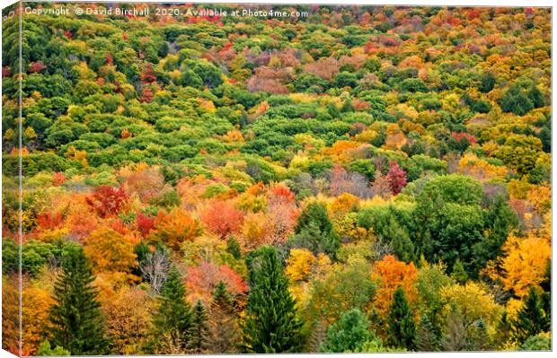 Autumn Colour in Vermont, America. Canvas Print by David Birchall