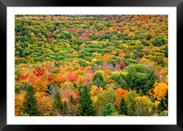 Autumn Colour in Vermont, America. Framed Mounted Print by David Birchall