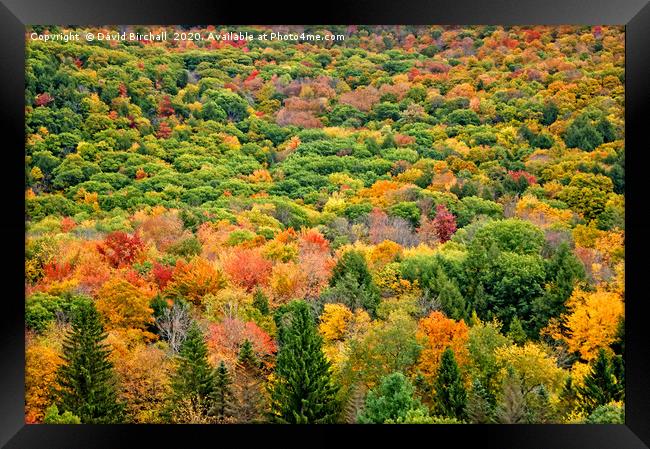 Autumn Colour in Vermont, America. Framed Print by David Birchall