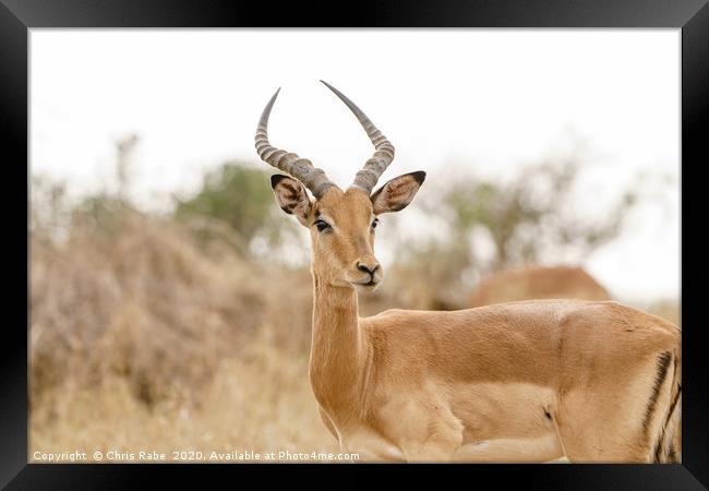 Impala bull portrait  Framed Print by Chris Rabe