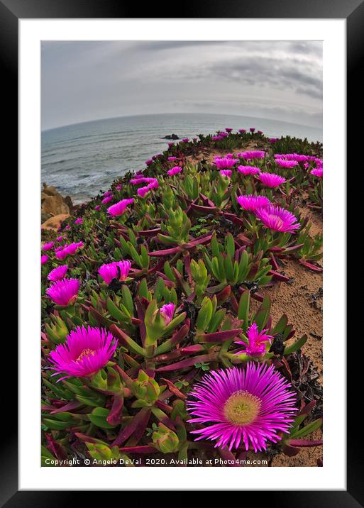 Wild Flowers on Algarve Cliffs Framed Mounted Print by Angelo DeVal