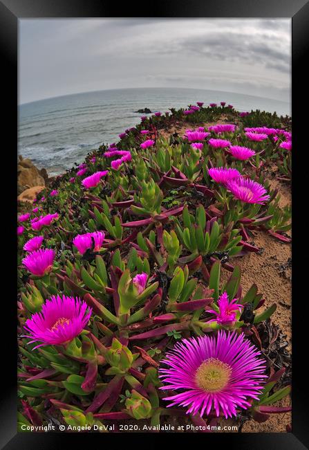 Wild Flowers on Algarve Cliffs Framed Print by Angelo DeVal
