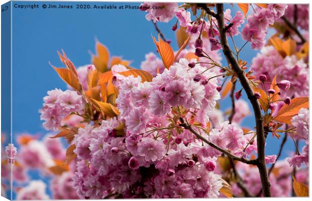 Pink Cherry Blossom against a Blue Sky Canvas Print by Jim Jones