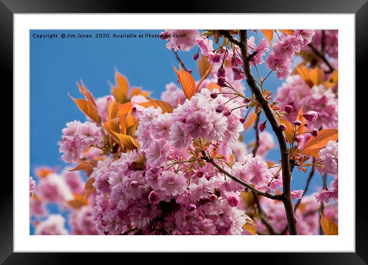 Pink Cherry Blossom against a Blue Sky Framed Mounted Print by Jim Jones