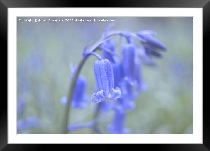 Bluebell Flowers Framed Mounted Print by Alison Chambers
