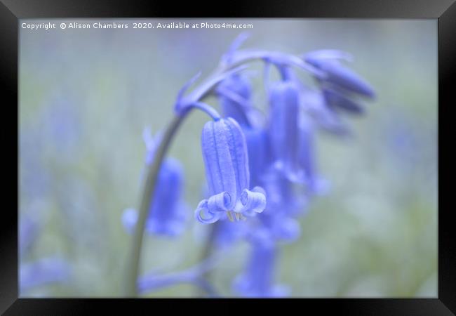 Bluebell Flowers Framed Print by Alison Chambers